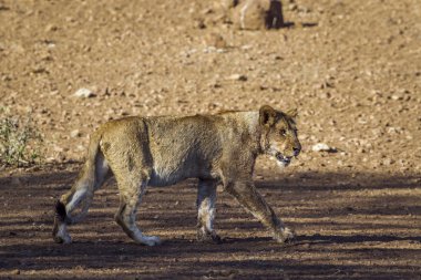Afrika aslanı Kruger National park, Güney Afrika