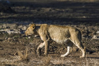 Afrika aslanı Kruger National park, Güney Afrika