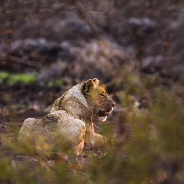 Leone africano nel parco nazionale di Kruger, Sud Africa — Foto Stock