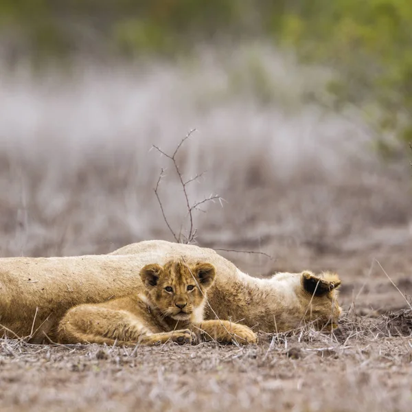 African lion in Kruger National park, South Africa — Stock Photo, Image