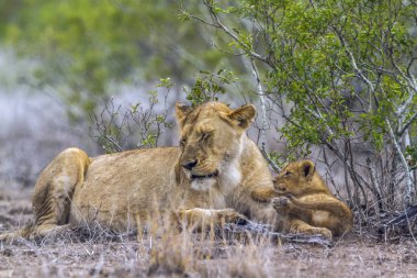 Afrika aslanı Kruger National park, Güney Afrika