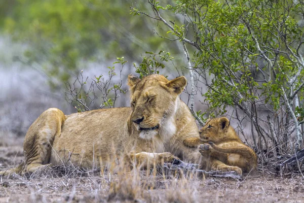 African lion in Kruger National park, South Africa — Stock Photo, Image