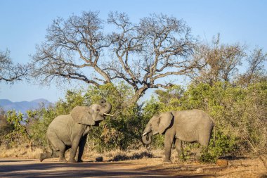 Afrika bush fil Kruger National park, Güney Afrika