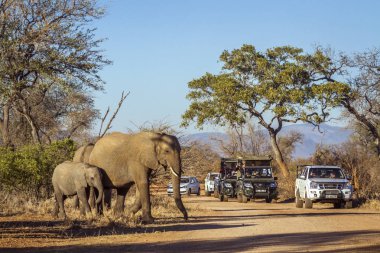Afrika bush fil Kruger National park, Güney Afrika