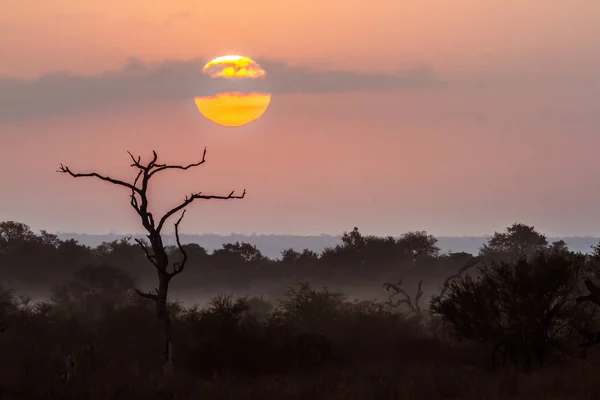 Puesta de sol en el Parque Nacional Kruger, Sudáfrica — Foto de Stock