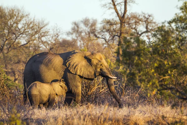 Elefante cespuglio africano nel parco nazionale di Kruger, Sud Africa — Foto Stock