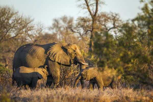 Elefante cespuglio africano nel parco nazionale di Kruger, Sud Africa — Foto Stock