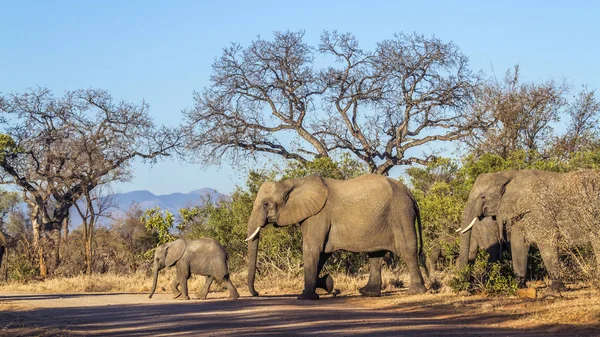 Elefante africano en el Parque Nacional Kruger, Sudáfrica — Foto de Stock