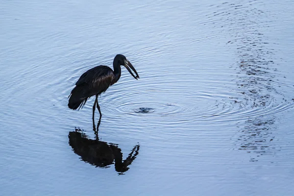 Africké openbill v Kruger National park, Jihoafrická republika — Stock fotografie