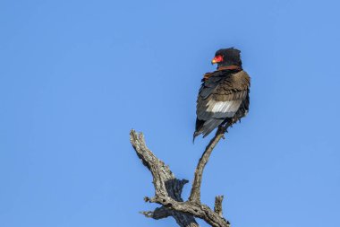 Bateleur kartal Kruger National park, Güney Afrika