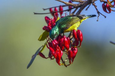Yakalı Sunbird Kruger National park, Güney Afrika