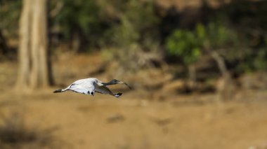 Kutsal aynağı Kruger National park, Güney Afrika