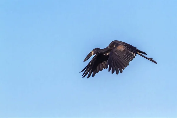 Afrika openbill Kruger National park, Güney Afrika — Stok fotoğraf