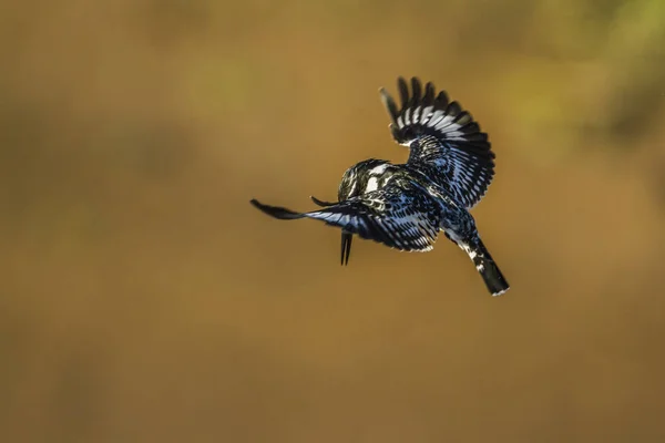 Pied kingfisher στο εθνικό πάρκο Κρούγκερ, Νότια Αφρική — Φωτογραφία Αρχείου