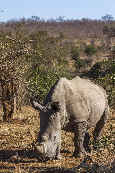 Güney beyaz gergedan Kruger National park, Güney Afrika