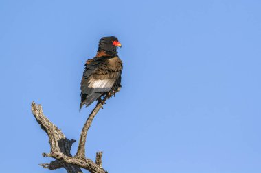 Bateleur kartal Kruger National park, Güney Afrika