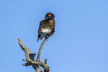 Bateleur kartal Kruger National park, Güney Afrika