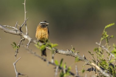 Tarçın göğüslü kiraz kuşu Kruger National park, Güney Afrika
