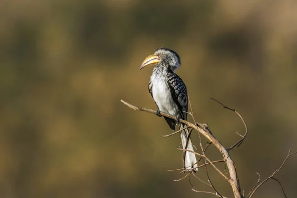 Southern yellow-billed hornbill in Kruger National park, South A — Stock Photo, Image