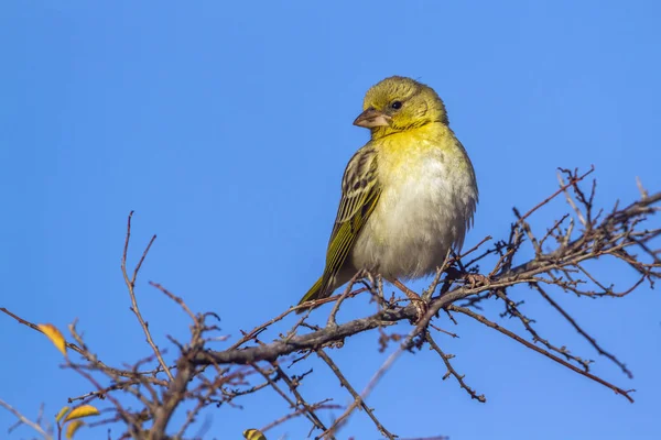 Yellow-fronted Canary in Kruger National park, South Africa — Stock Photo, Image