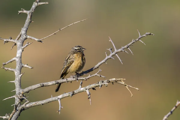 Cinnamon-breasted Bunting in Kruger National park, South Africa — Stock Photo, Image