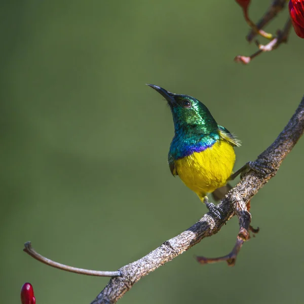 Sunbird à collier dans le parc national Kruger, Afrique du Sud — Photo