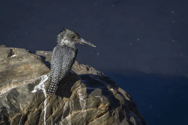 Afrikai óriás halkapó Kruger Nemzeti park, Dél-afrikai Köztársaság — Stock Fotó