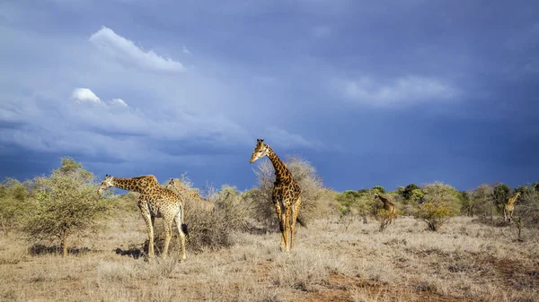 Žirafa v národním parku Kruger, Jihoafrická republika — Stock fotografie