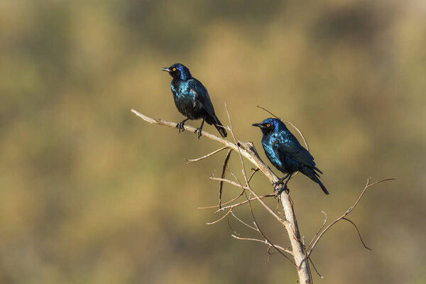 Burchell Glossy-Starling in Kruger National park, South Africa