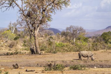 Güney beyaz gergedan Kruger National park, Güney Afrika
