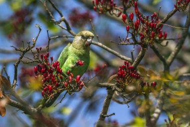 Brown kafalı papağan Kruger National park, Güney Afrika