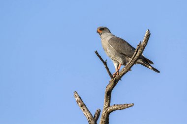 Karanlık Chanting-çakır kuşu Kruger National park, Güney Afrika