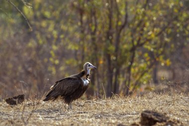 Kukuletalı akbaba Kruger National park, Güney Afrika