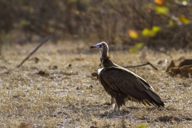 Kukuletalı akbaba Kruger National park, Güney Afrika