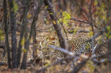 Leopar Kruger National park, Güney Afrika
