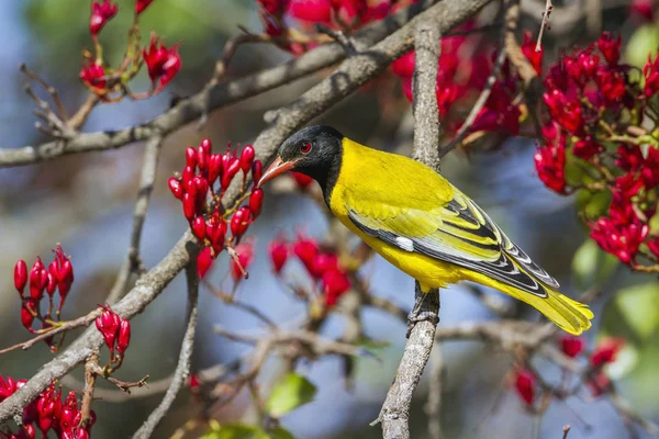 African Black-headed Oriole in Kruger National park, South Afric — Stock Photo, Image