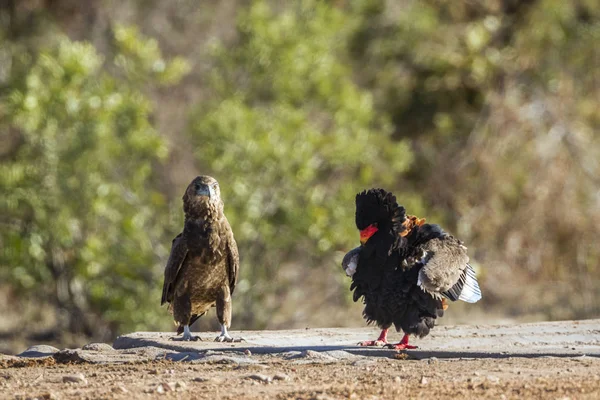 Bateleur Eagle in Kruger National Park, South Africa — стоковое фото