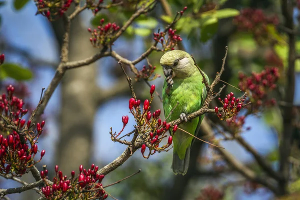 Perroquet à tête brune dans le parc national Kruger, Afrique du Sud — Photo