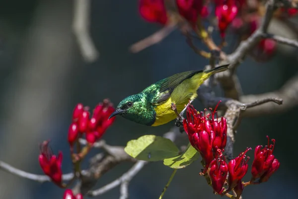 Sunbird à collier dans le parc national Kruger, Afrique du Sud — Photo