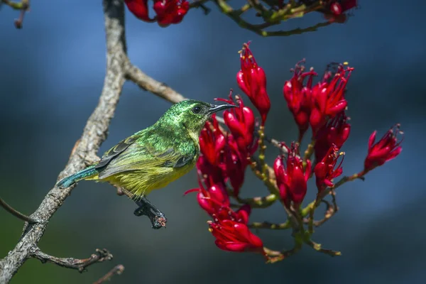 Collared Sunbird in Kruger National park, South Africa — Stock Photo, Image