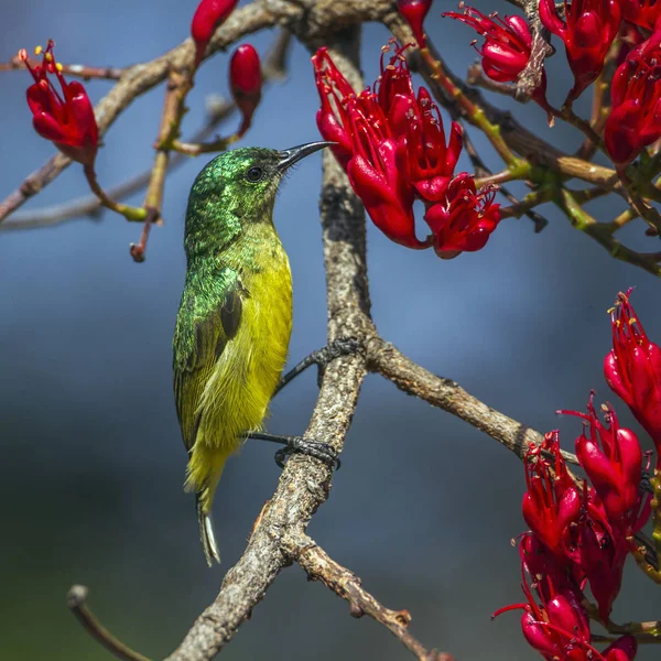 领的太阳鸟在南非克鲁格国家公园 — 图库照片