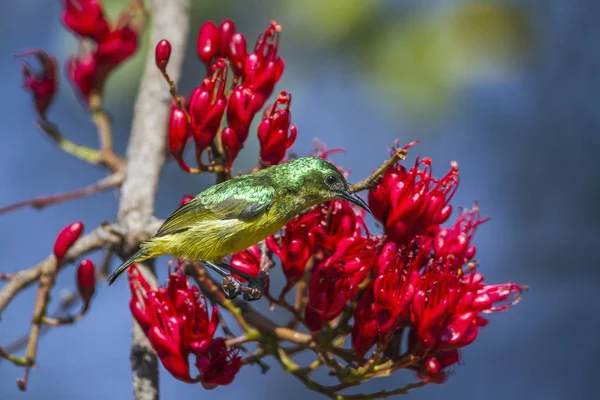 Collared Sunbird in Kruger National park, South Africa — Stock Photo, Image