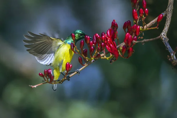 Sunbird à collier dans le parc national Kruger, Afrique du Sud — Photo