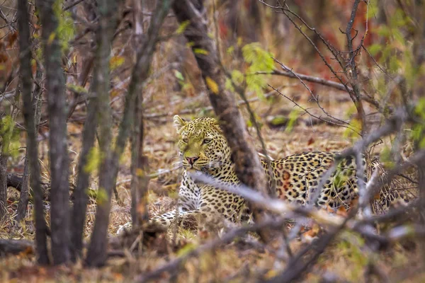 Leopard Kruger Nemzeti park, Dél-afrikai Köztársaság — Stock Fotó