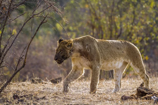 Afrikai oroszlán Kruger Nemzeti park, Dél-afrikai Köztársaság — Stock Fotó