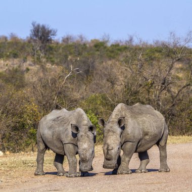 Güney beyaz gergedan Kruger National park, Güney Afrika