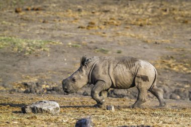 Güney beyaz gergedan Kruger National park, Güney Afrika