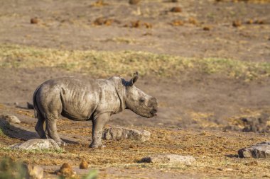 Güney beyaz gergedan Kruger National park, Güney Afrika