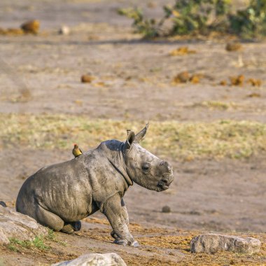Güney beyaz gergedan Kruger National park, Güney Afrika