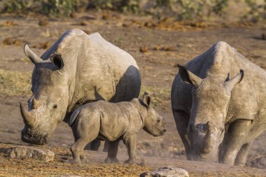 Güney beyaz gergedan Kruger National park, Güney Afrika